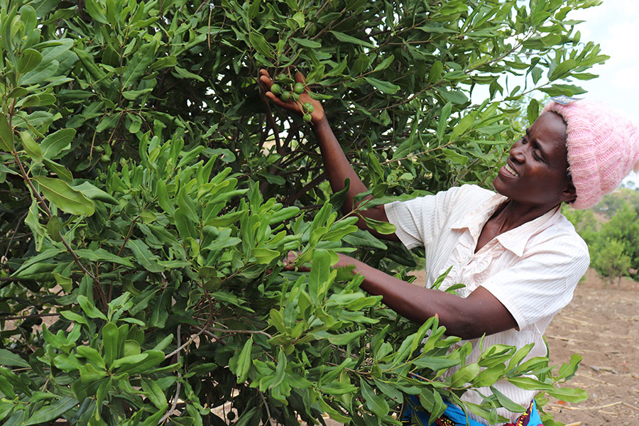 Chimwaza checks her Macadamia trees