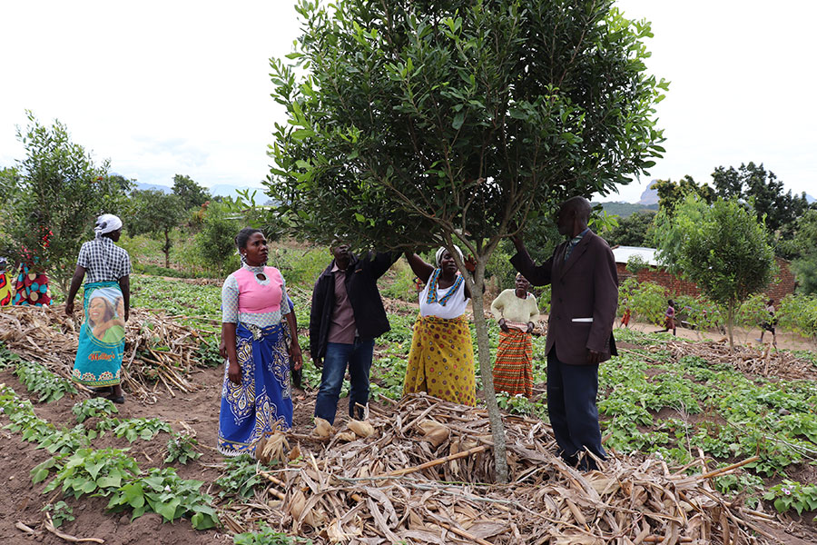 Farmers check a flowering Macadamia tree