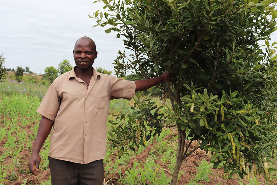 Ngwilima in his Macadamia nuts farm